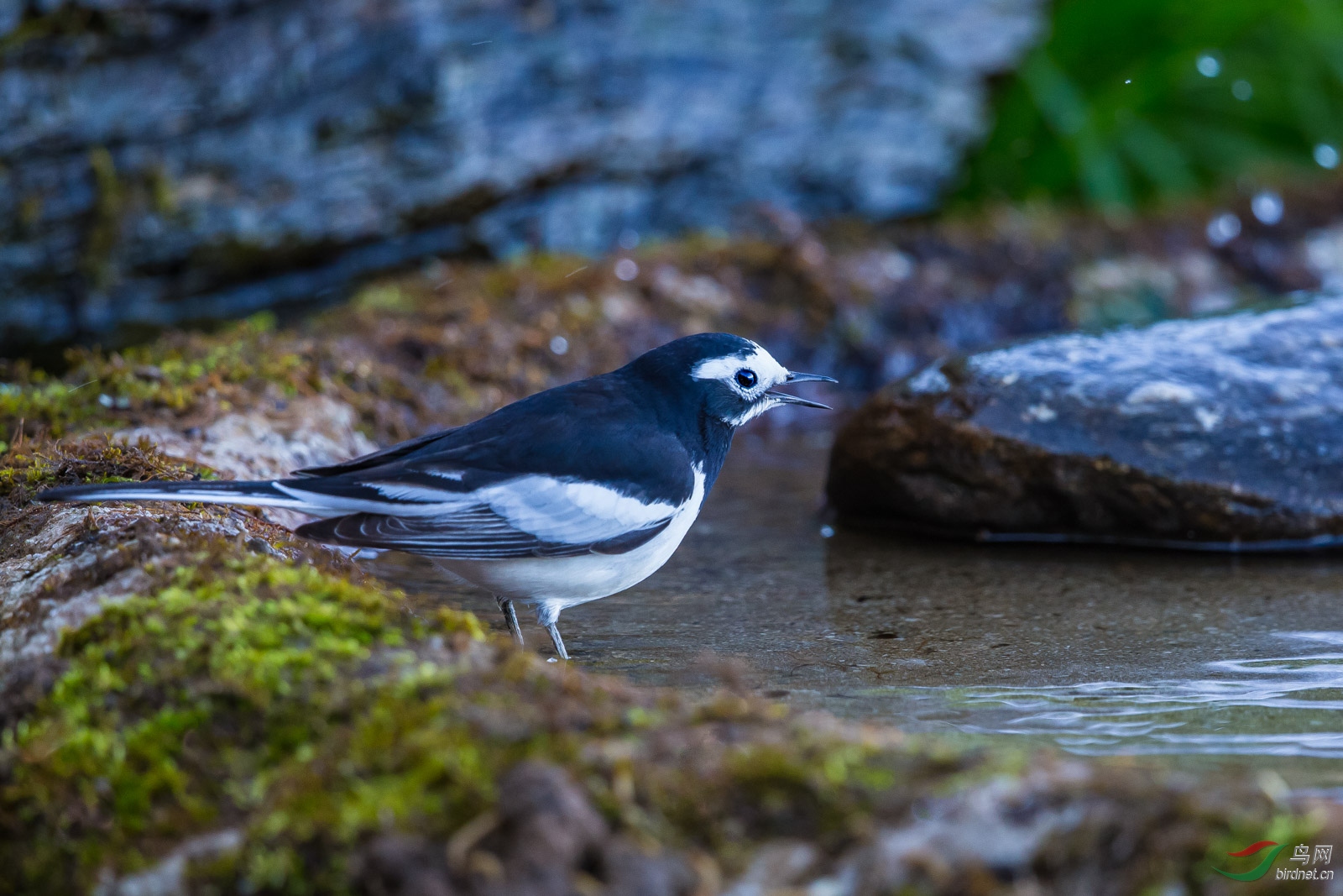 白鹡鸰西南亚种
