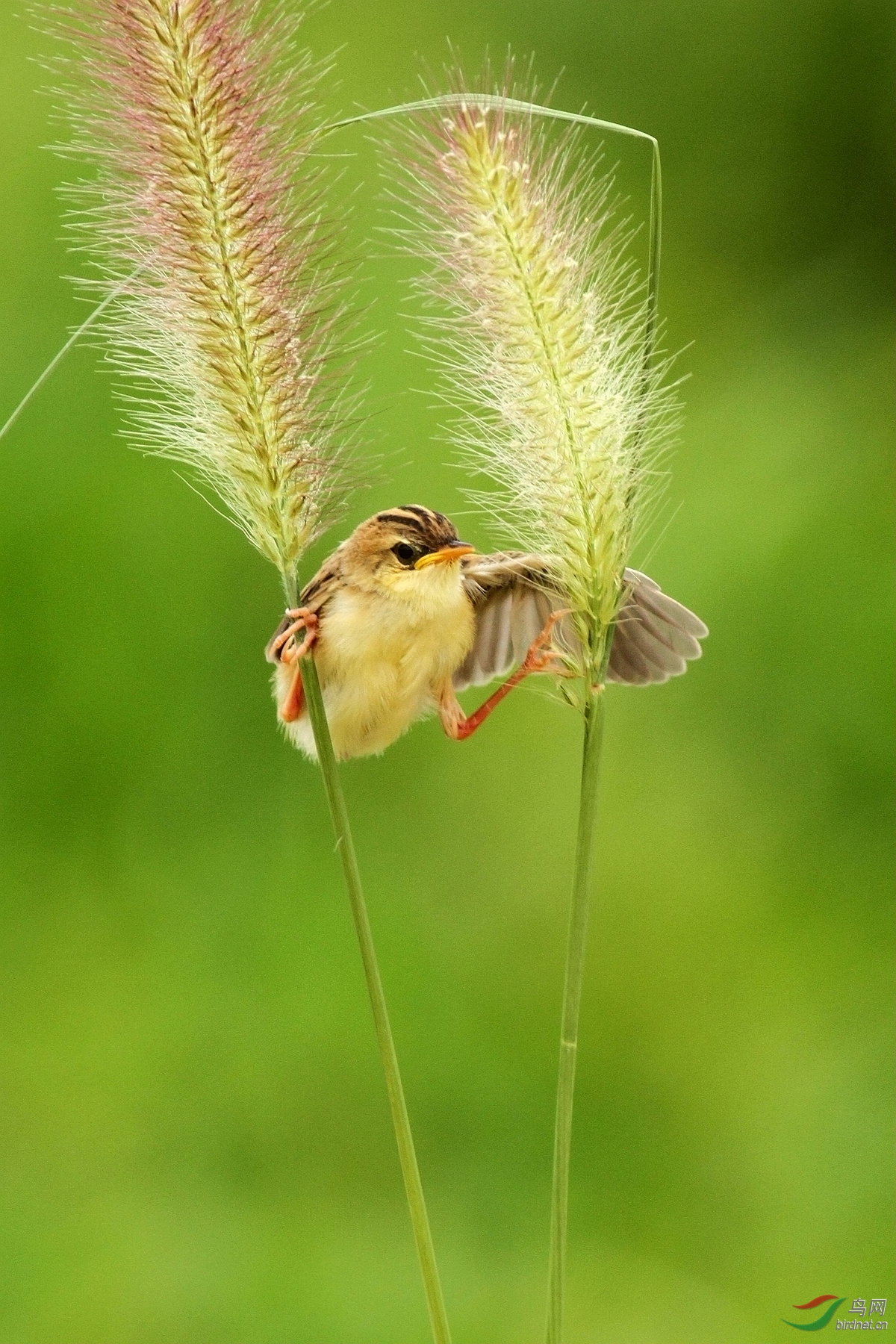 草丛里练习飞行的雏鸟