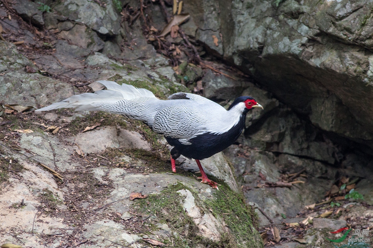 艰辛的独脚白鹇