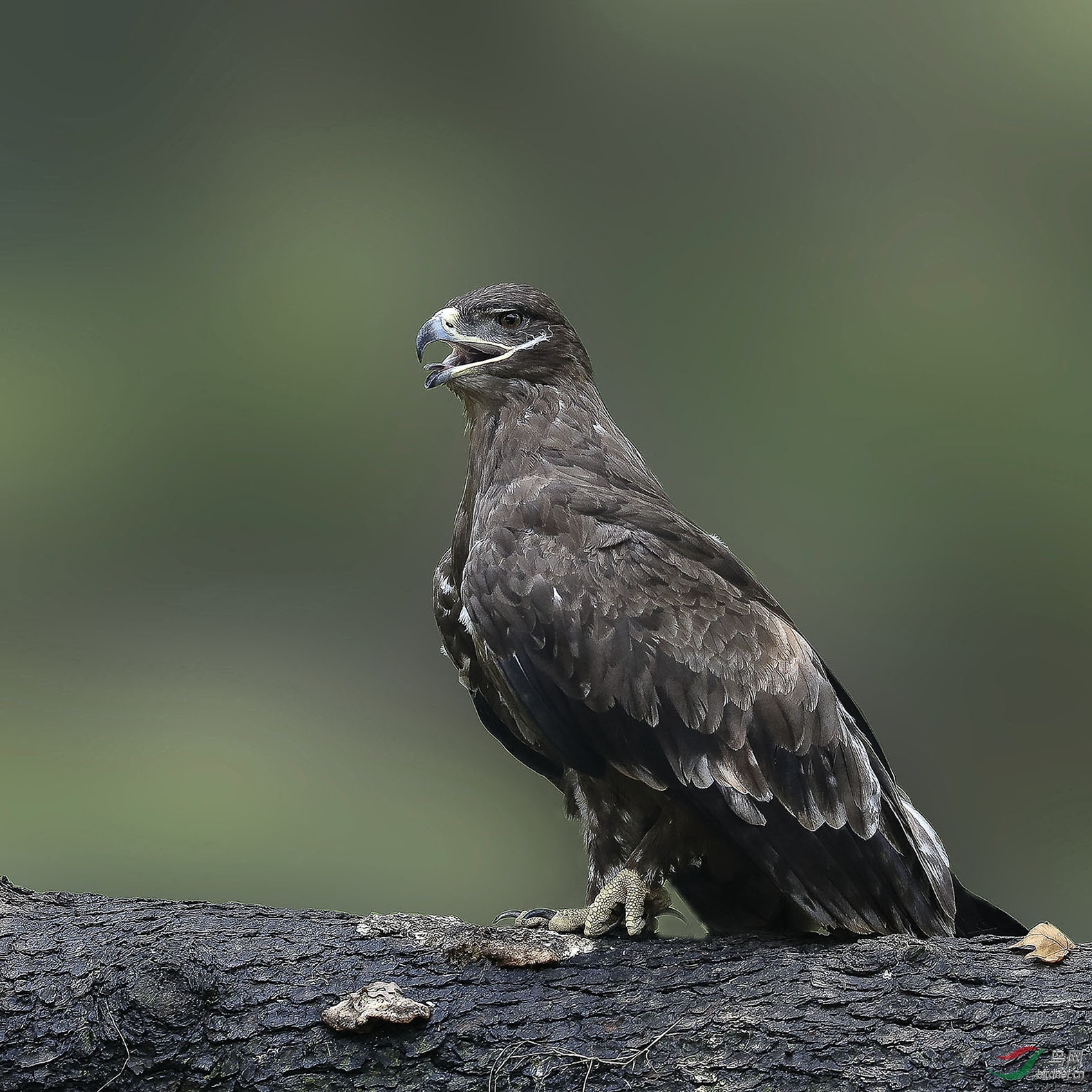 乌雕威武荣获首页精华
