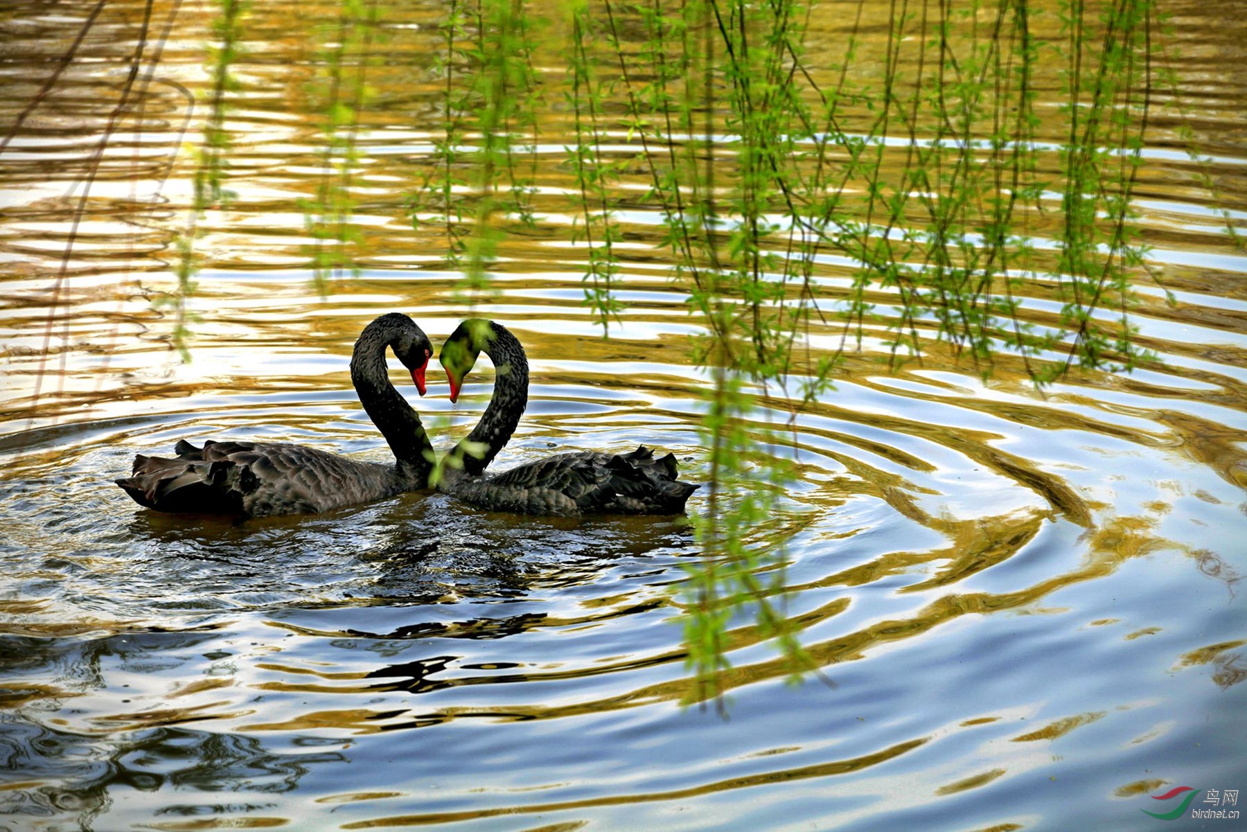 水鸟相濡以沫黑天鹅自然拍摄