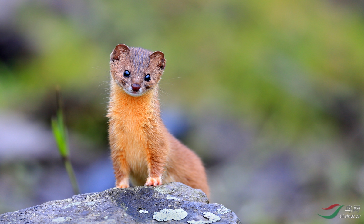 祝贺柳叶刀老师荣任野生动物版版主 !-祝贺首页精华!