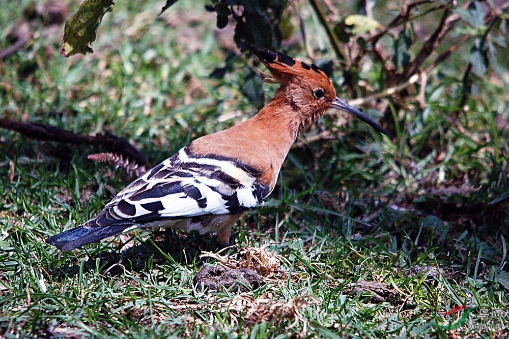 非洲鳥類知識戴勝鳥