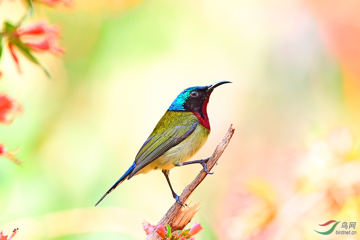 虾仔花上的客鸟