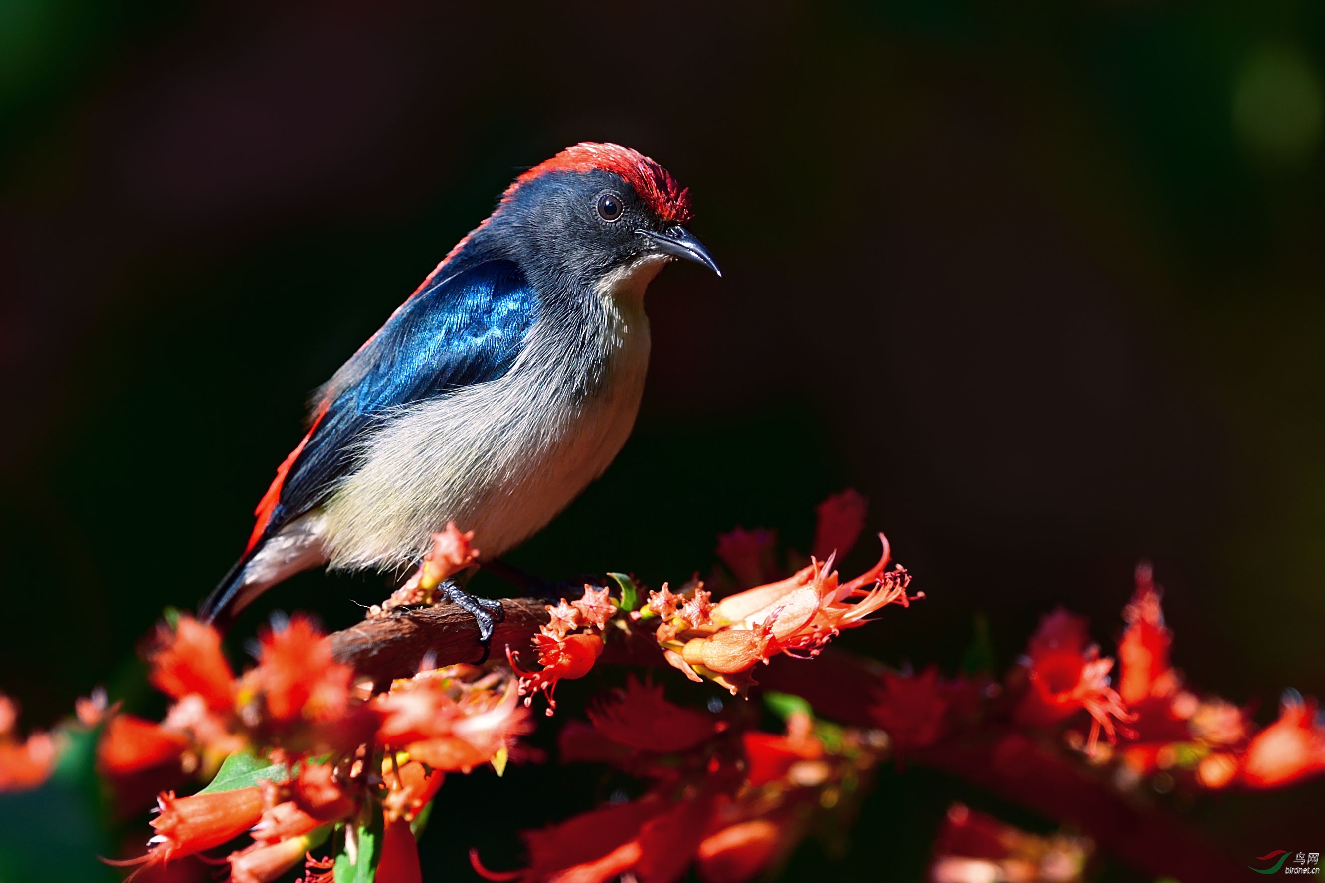 虾仔花上的客鸟