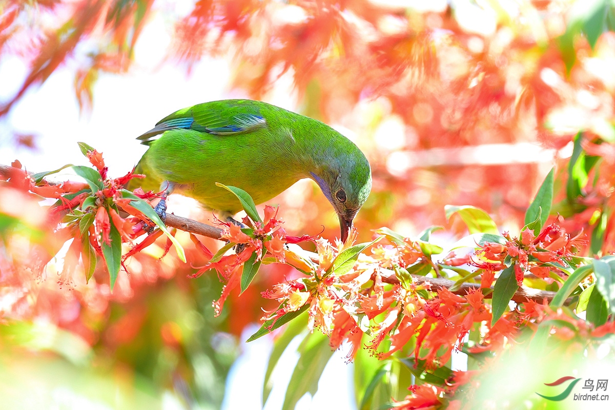 虾仔花上的客鸟