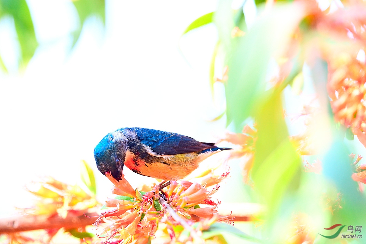 虾仔花上的客鸟