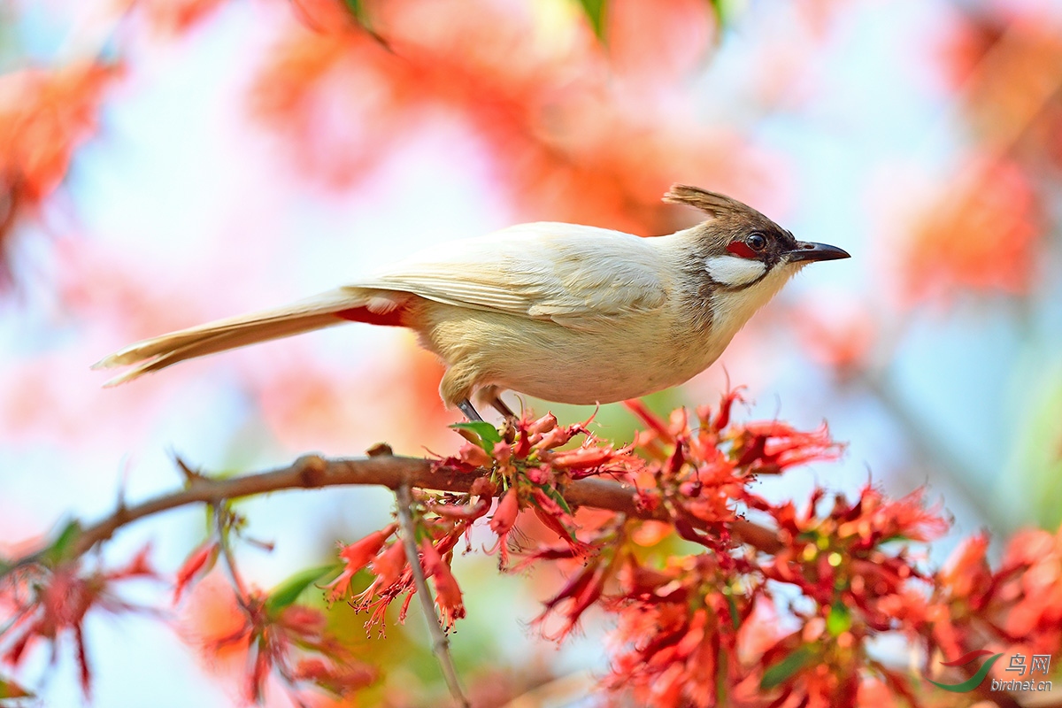 虾仔花上的客鸟