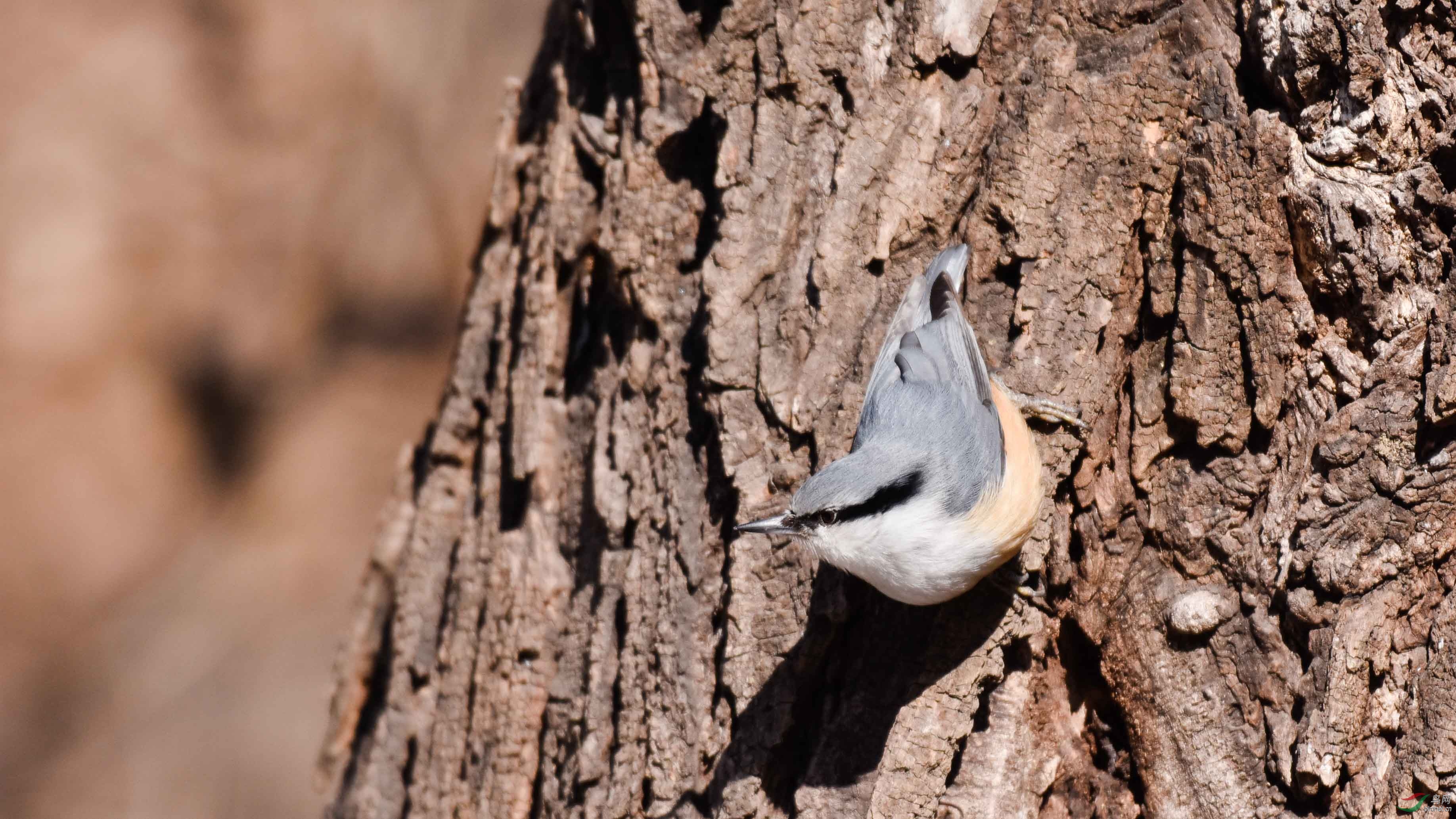普通䴓为䴓科䴓属的鸟类俗名蓝大胆穿树皮松枝儿贴树皮