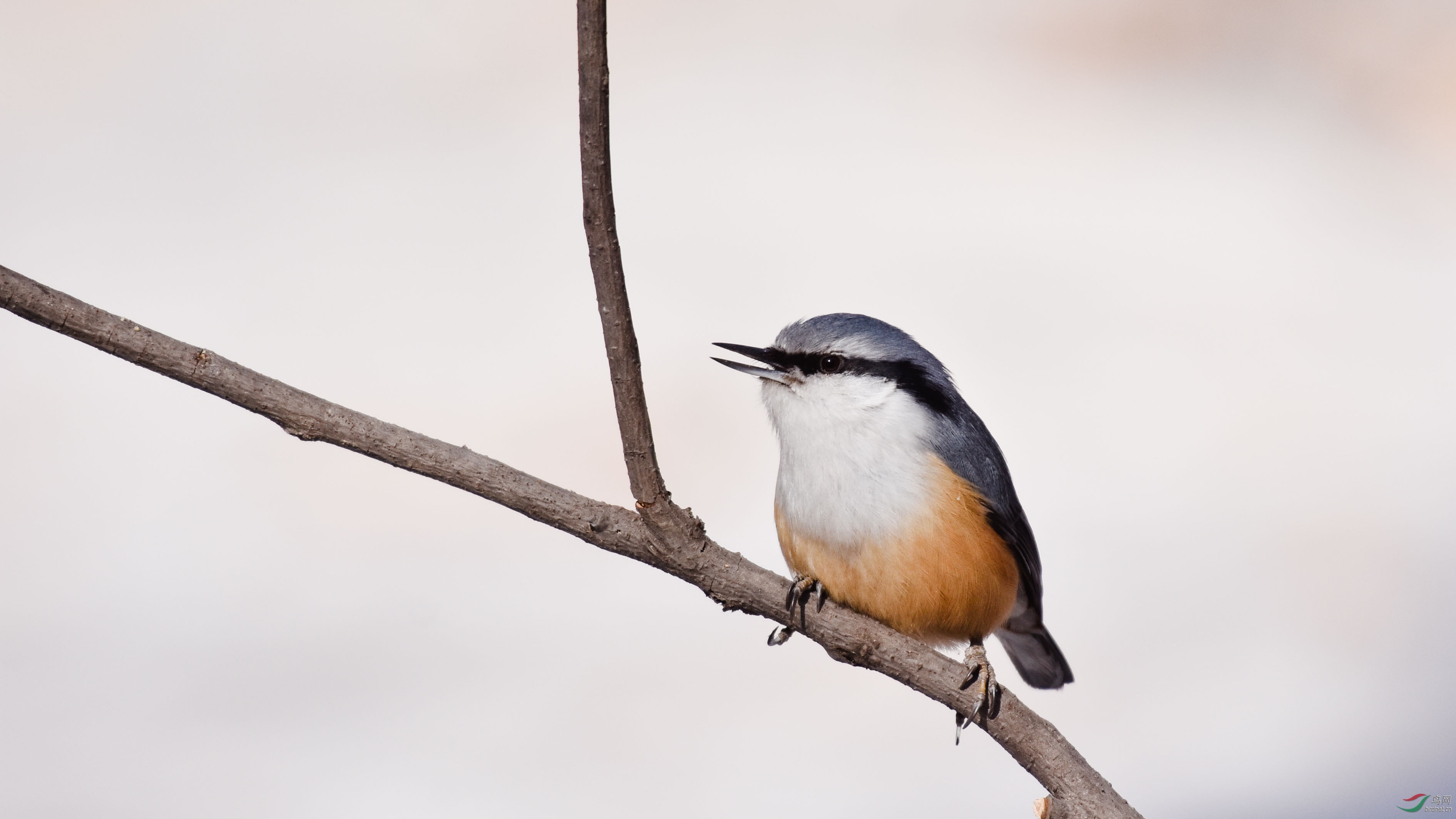 普通䴓为䴓科䴓属的鸟类俗名蓝大胆穿树皮松枝儿贴树皮