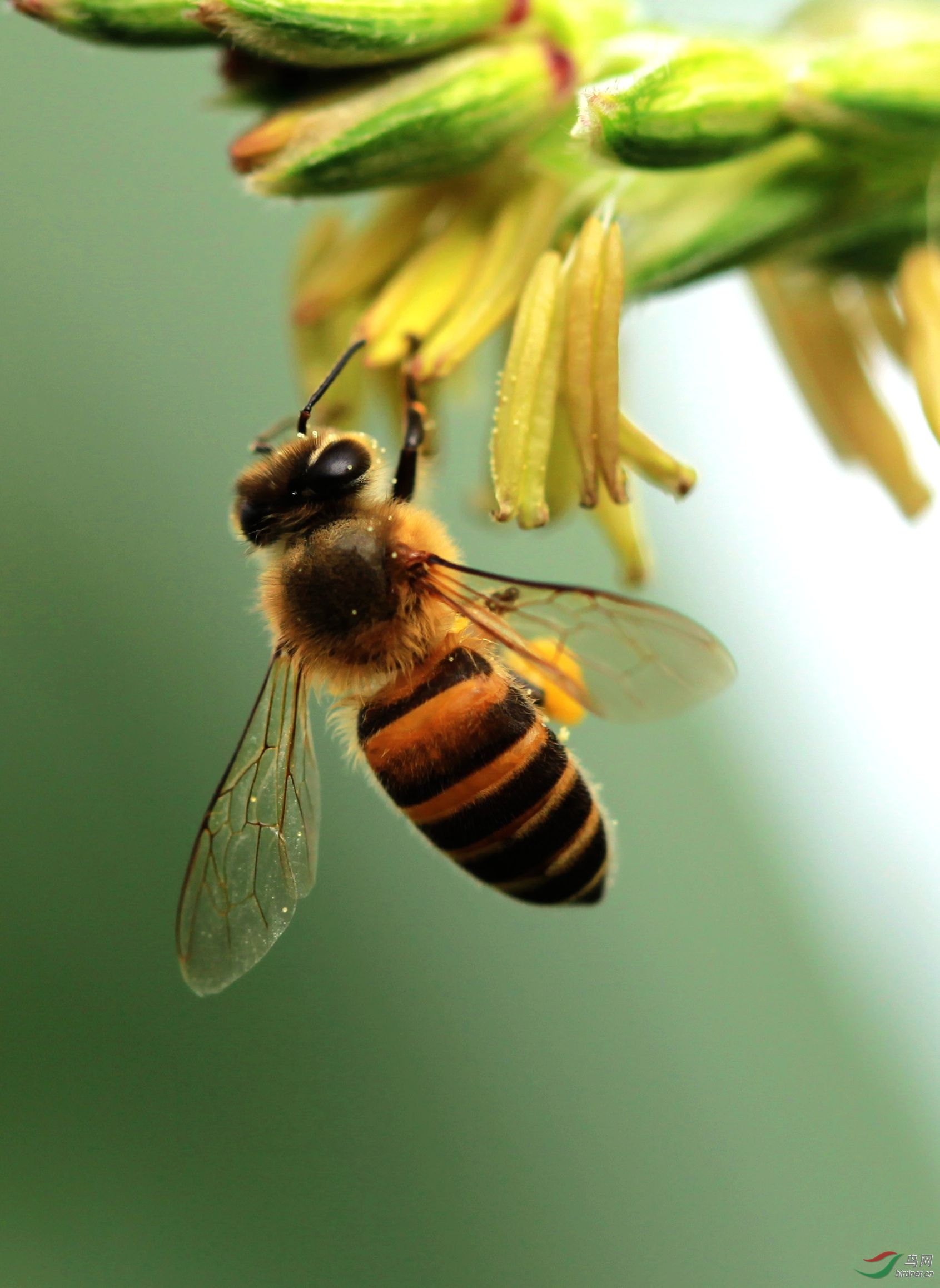 蜜蜂- 昆虫与微距 鸟网