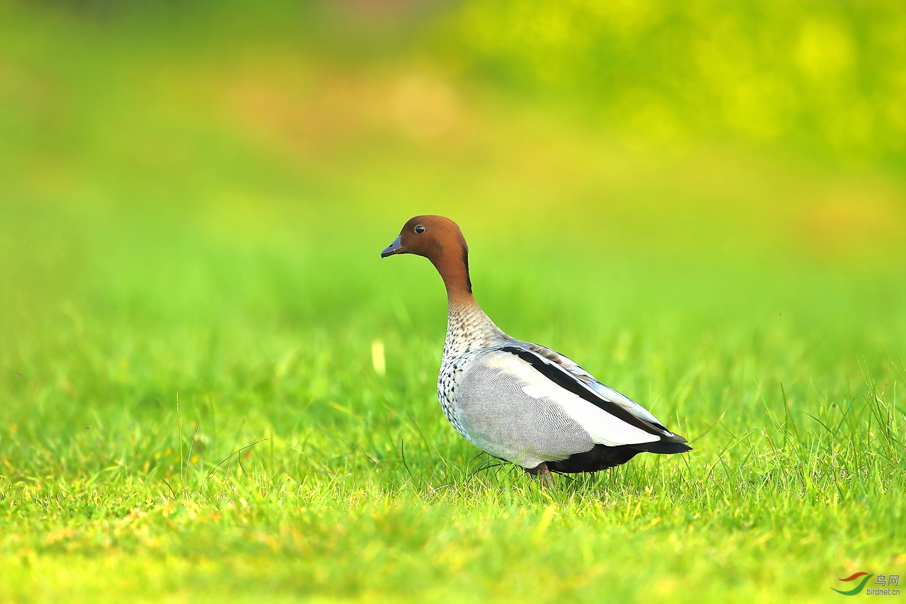 (鬃林鸭)城春草木深(祝贺获首页精华)