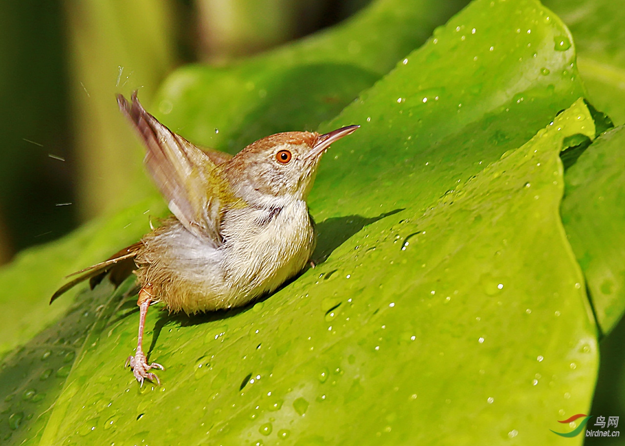 在阔叶上洗澡的长尾缝叶莺