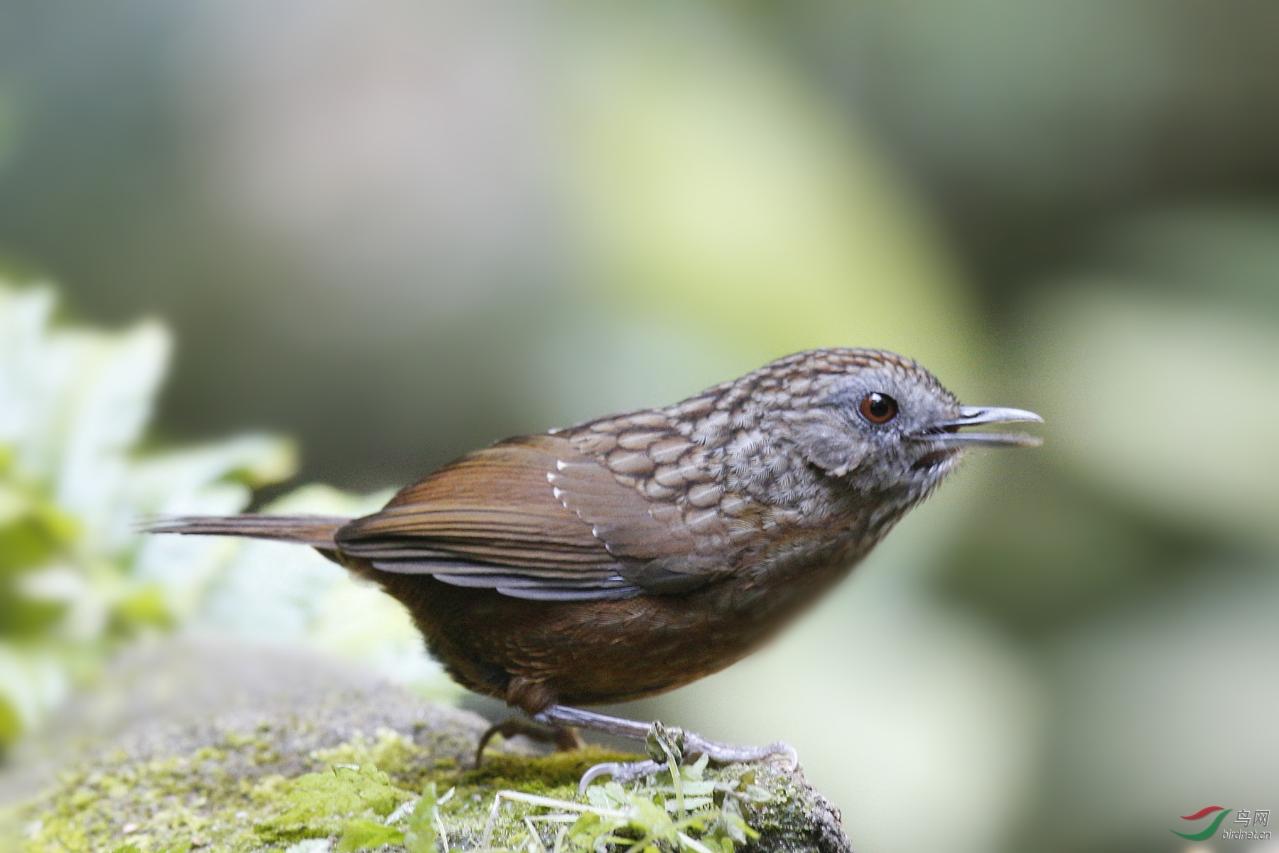 [林鸟] 我为鹛狂----短尾鹪鹛