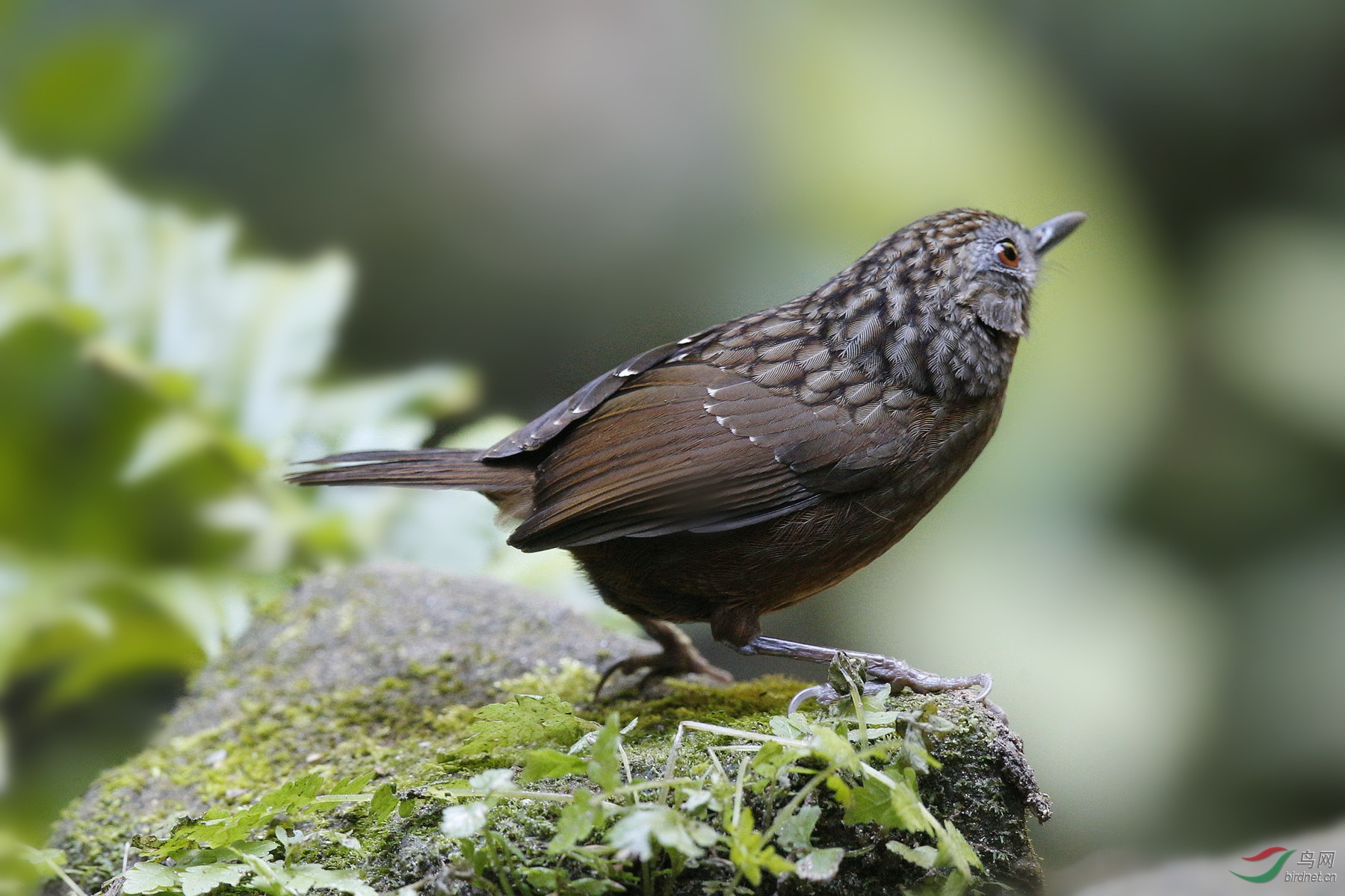 [林鸟] 我为鹛狂----短尾鹪鹛
