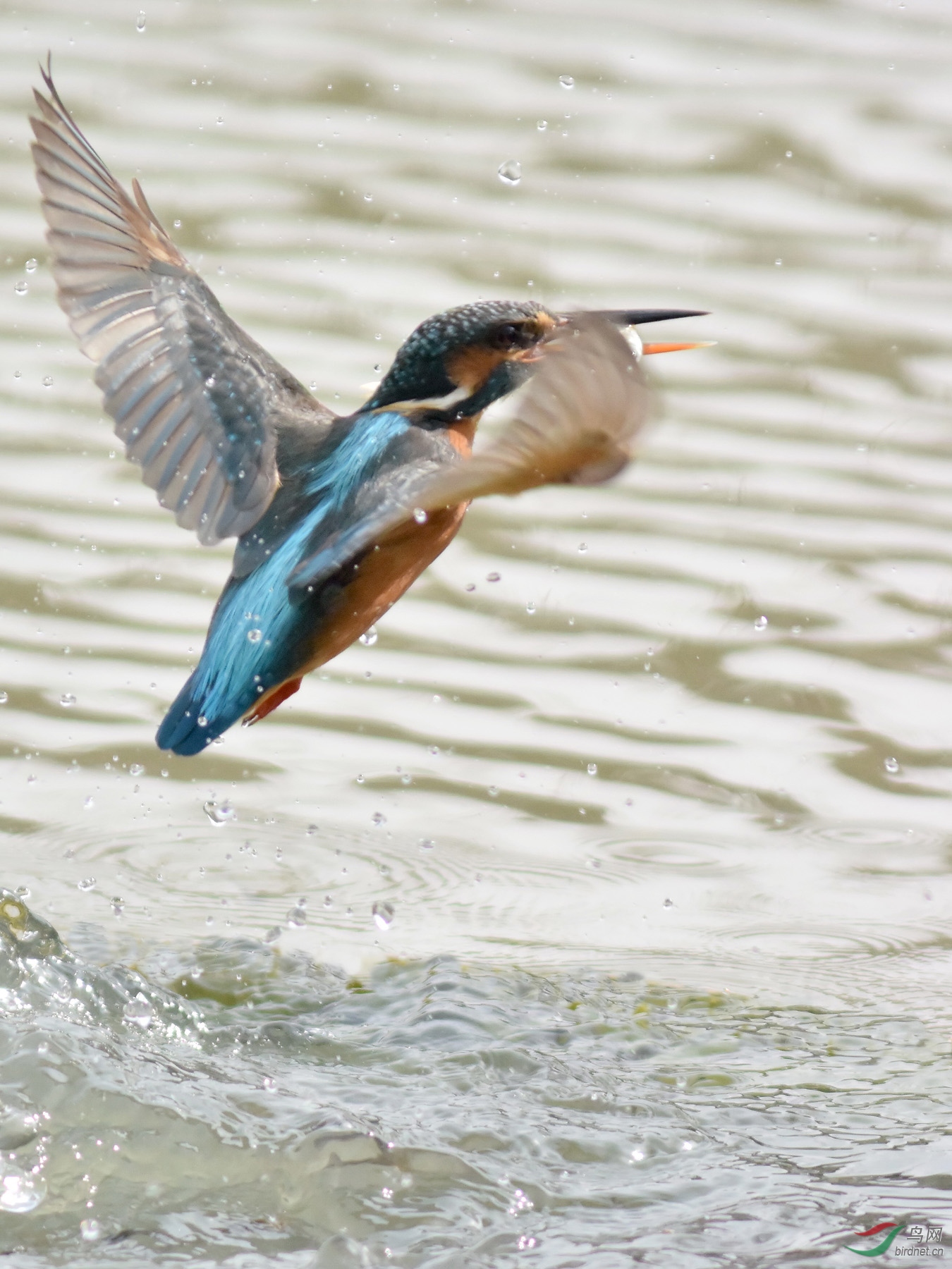 用每秒60张的高速连拍翠鸟捕鱼出水的瞬间
