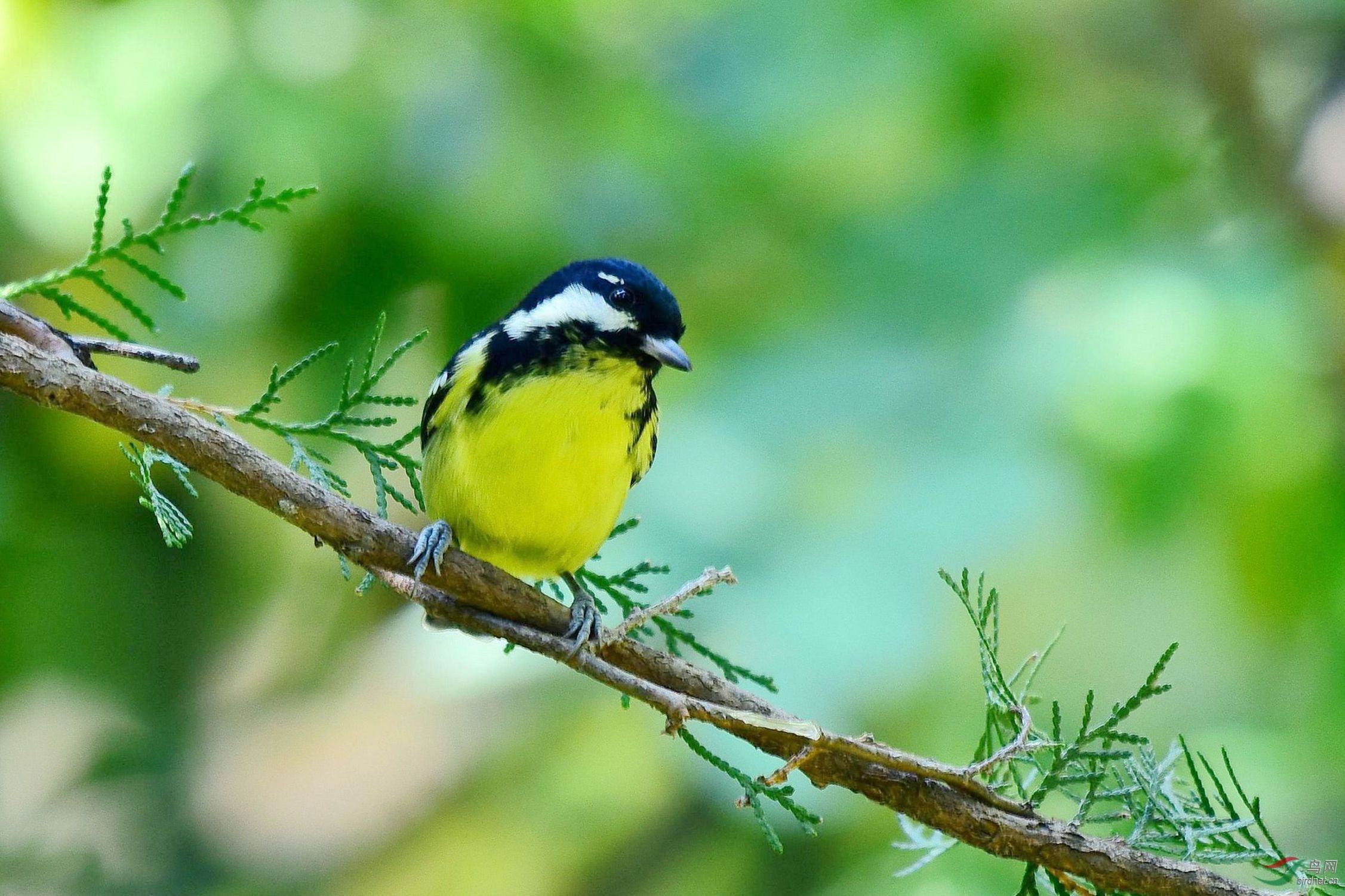 灰背鸫 201_副本.jpg