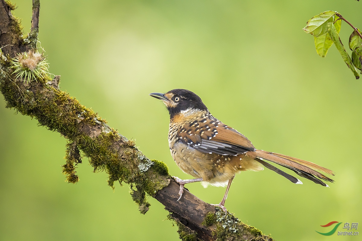 重庆市鸟大家选
