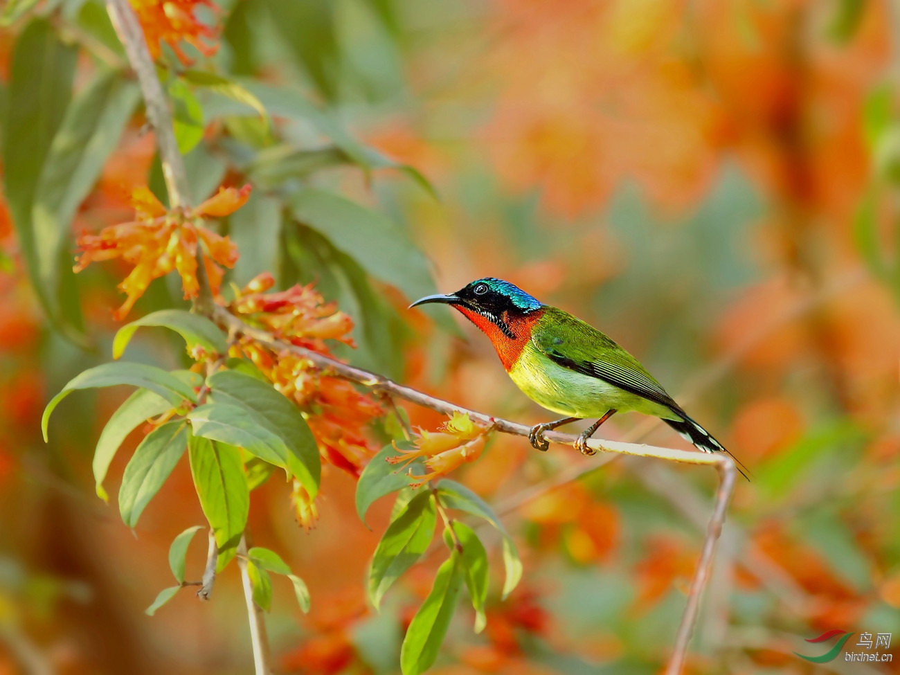 叉尾太阳鸟虾仔花