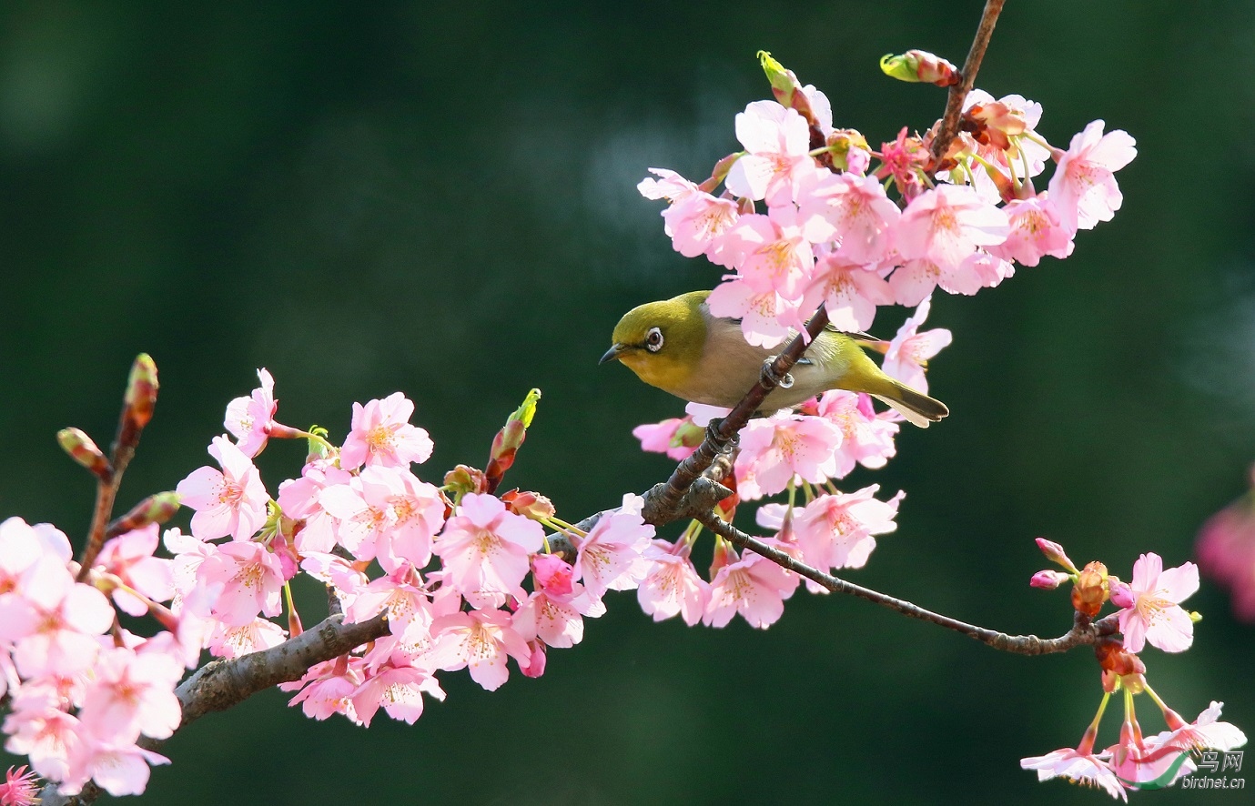 春天来了鸟语花香最近一直努力拍摄理想的花鸟图不容易啊