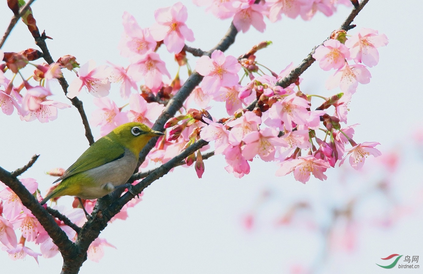 春天来了鸟语花香最近一直努力拍摄理想的花鸟图不容易啊