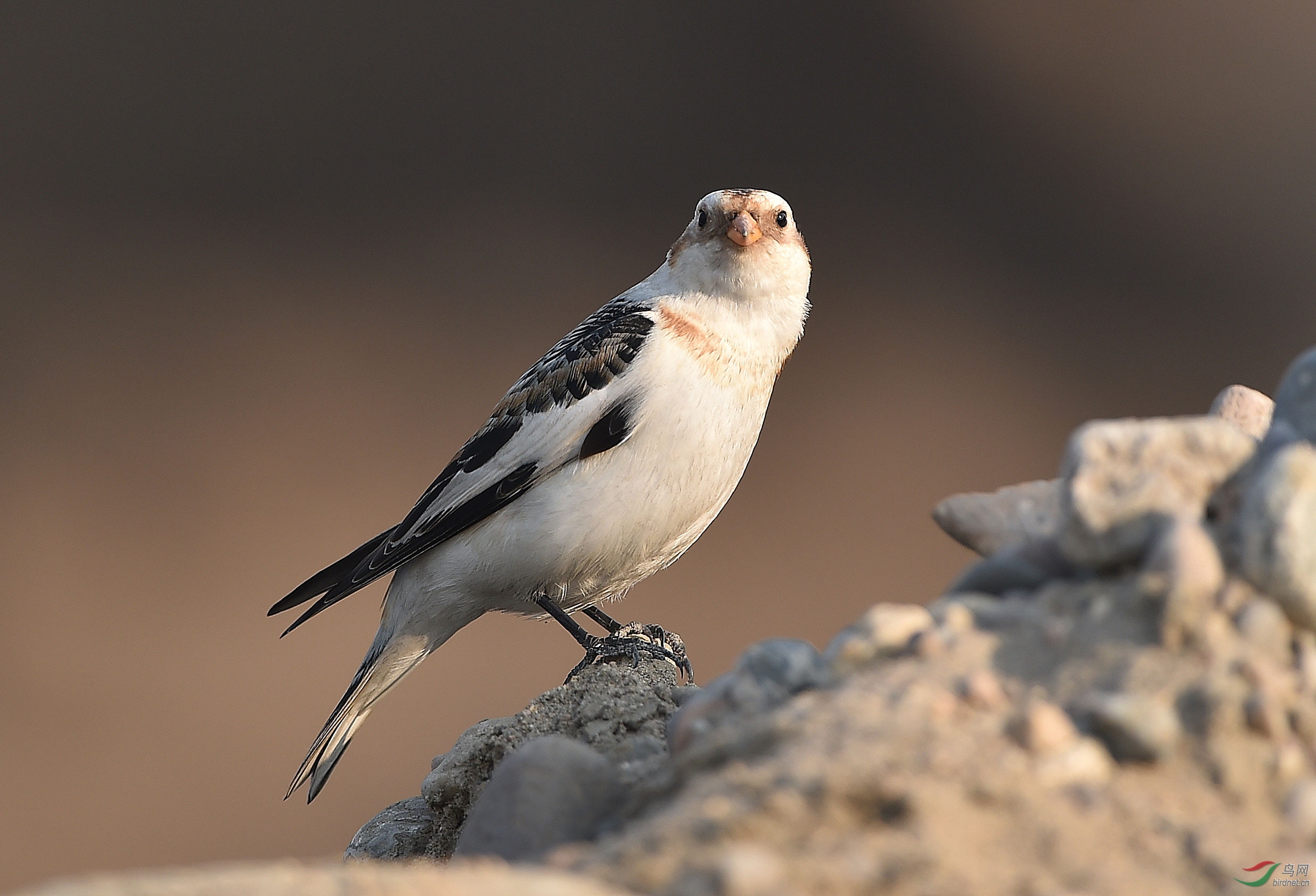雪鹀:"拍我干嘛"?