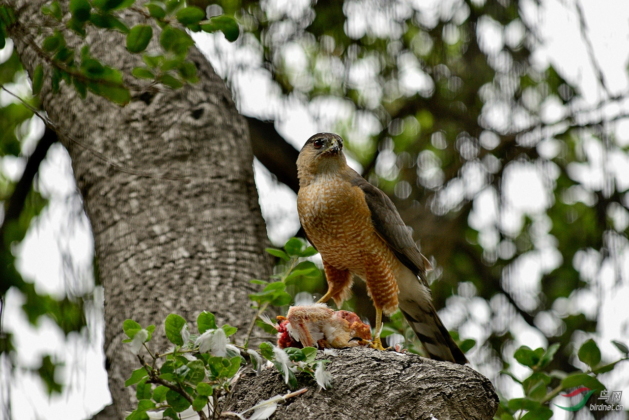 鸡鹰的美餐