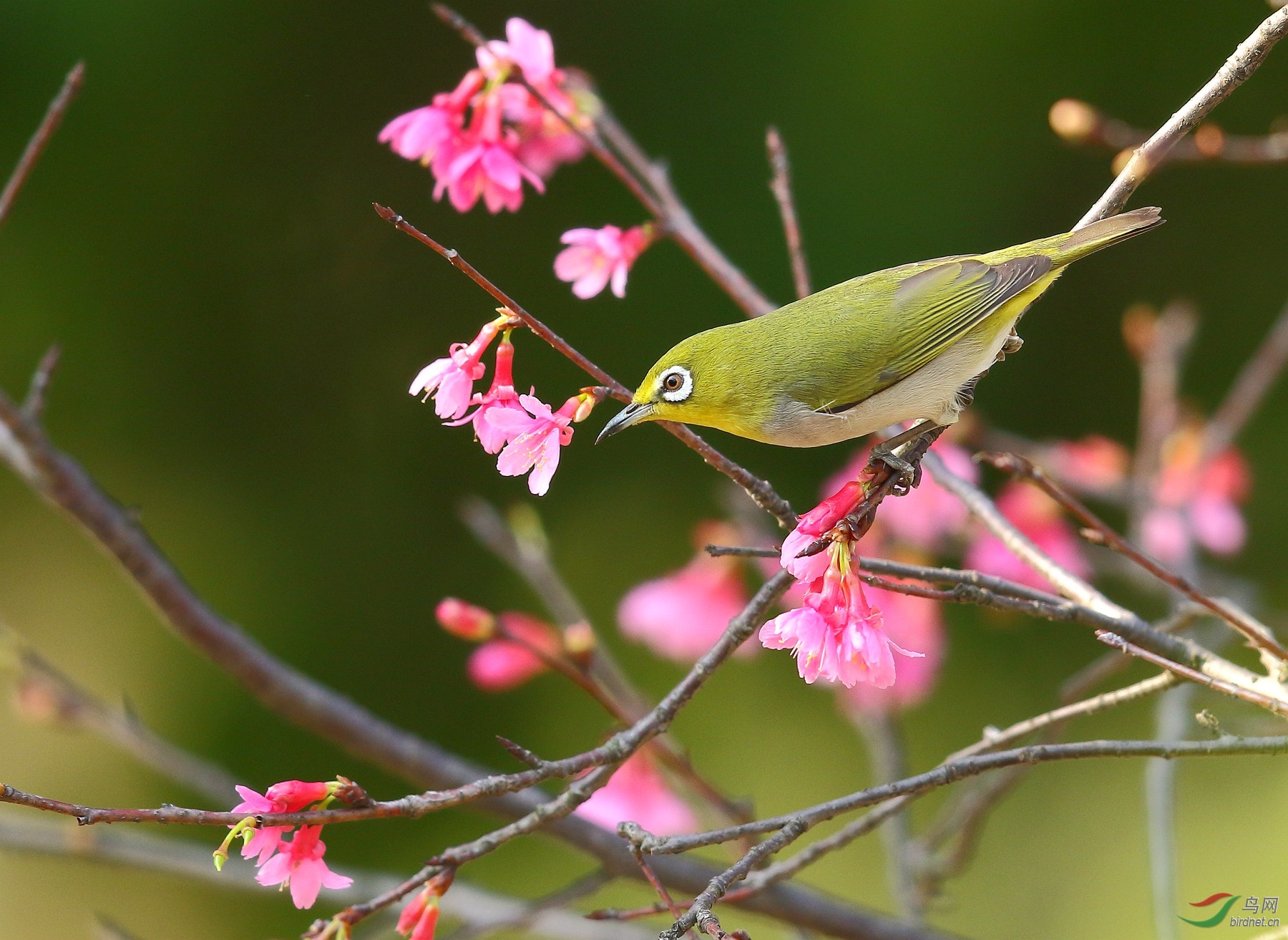绿鸟戏樱花