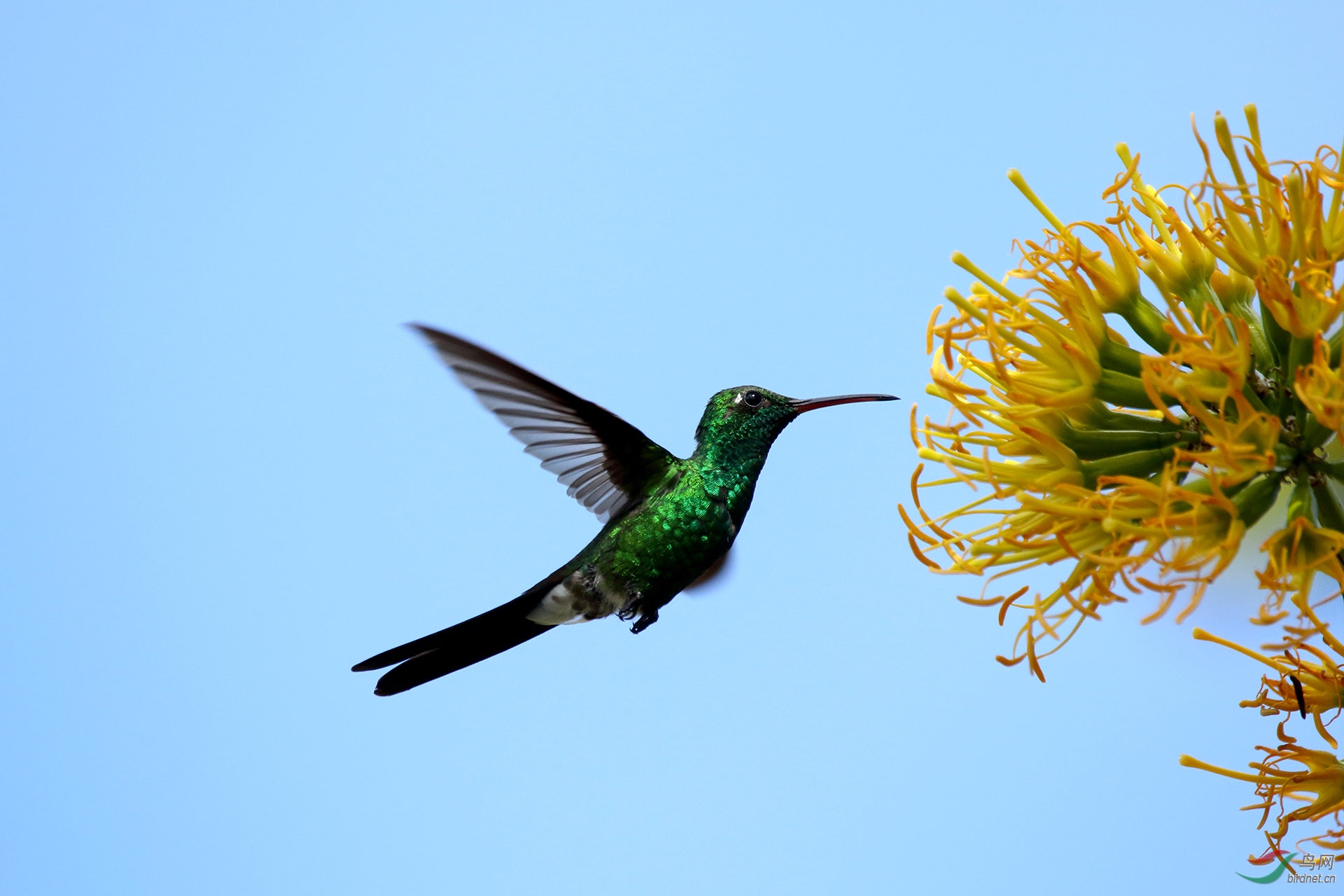 一颗绿宝石古巴翠蜂鸟