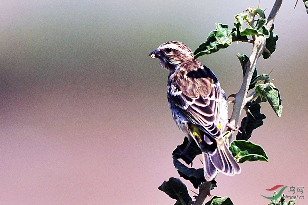 非洲鸟类知识黄腰丝雀