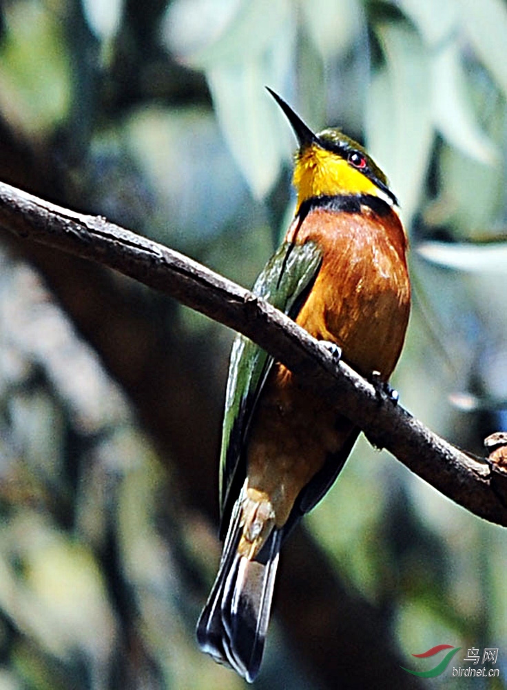 非洲鸟类知识蓝喉蜂虎