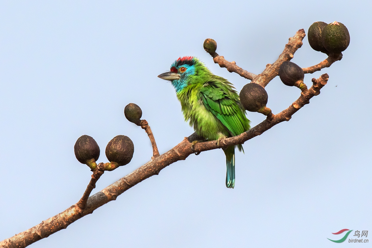 木棉花开鸟来赏