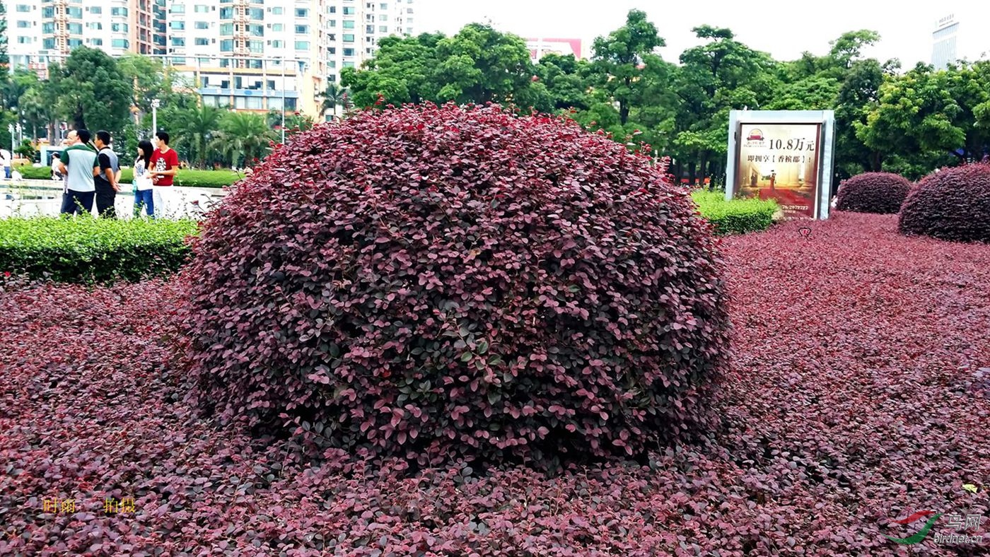 南宁园林绿化苗木图片