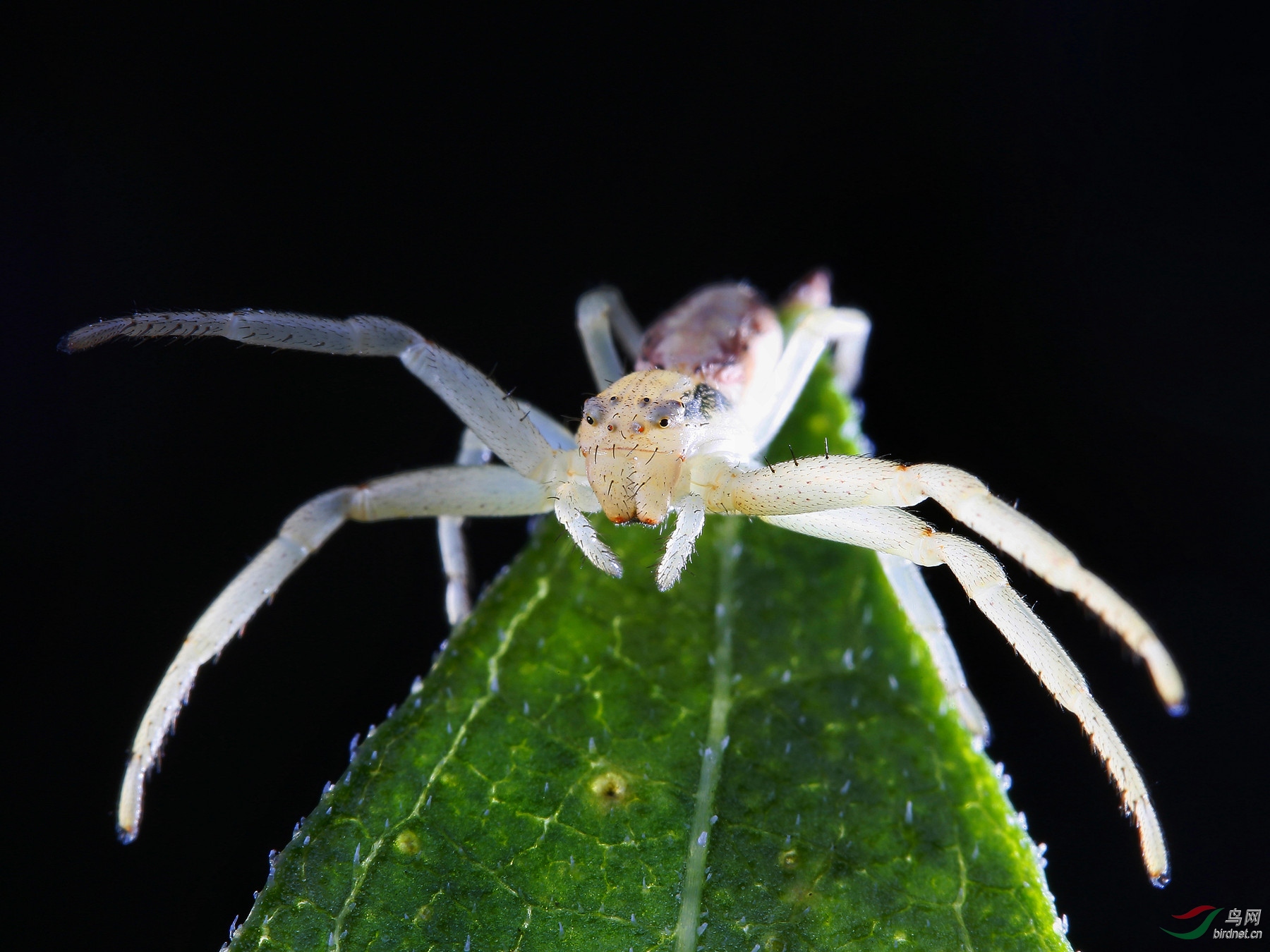 蜘蛛白色极小幼虫图片图片