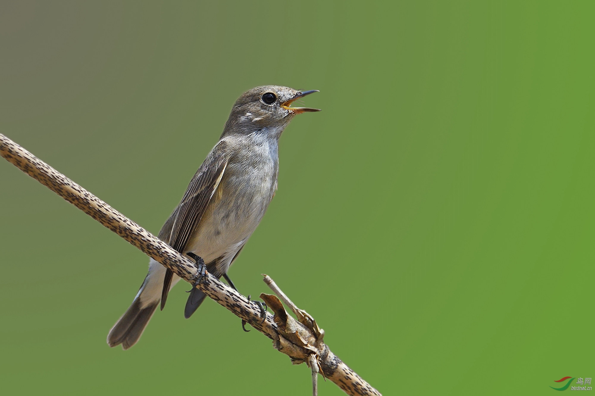 周末愉快北灰鹟