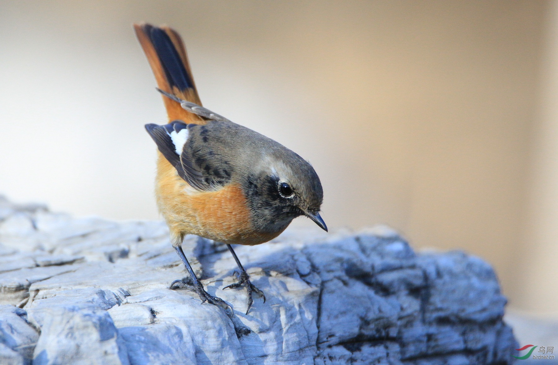 北红尾鸲雌觅食