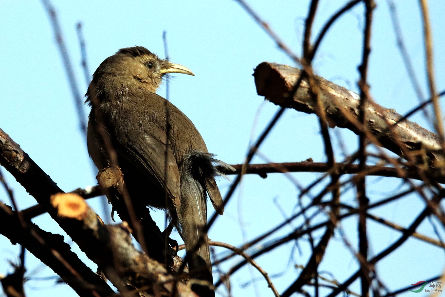 最新拍的到一对鸟2