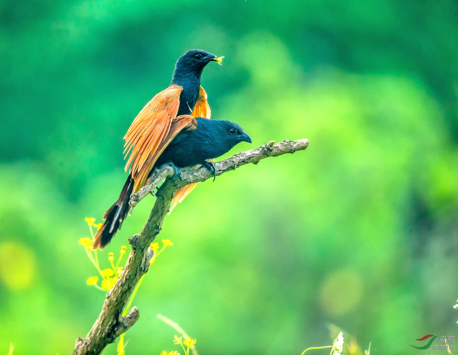 小鸦鹃(学名:centropus bengalensis),是杜鹃科,鸦鹃属的中型鸟类