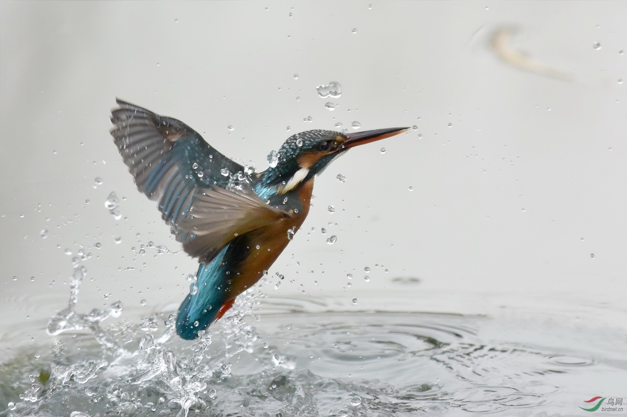用每秒60张的高速连拍翠鸟出水