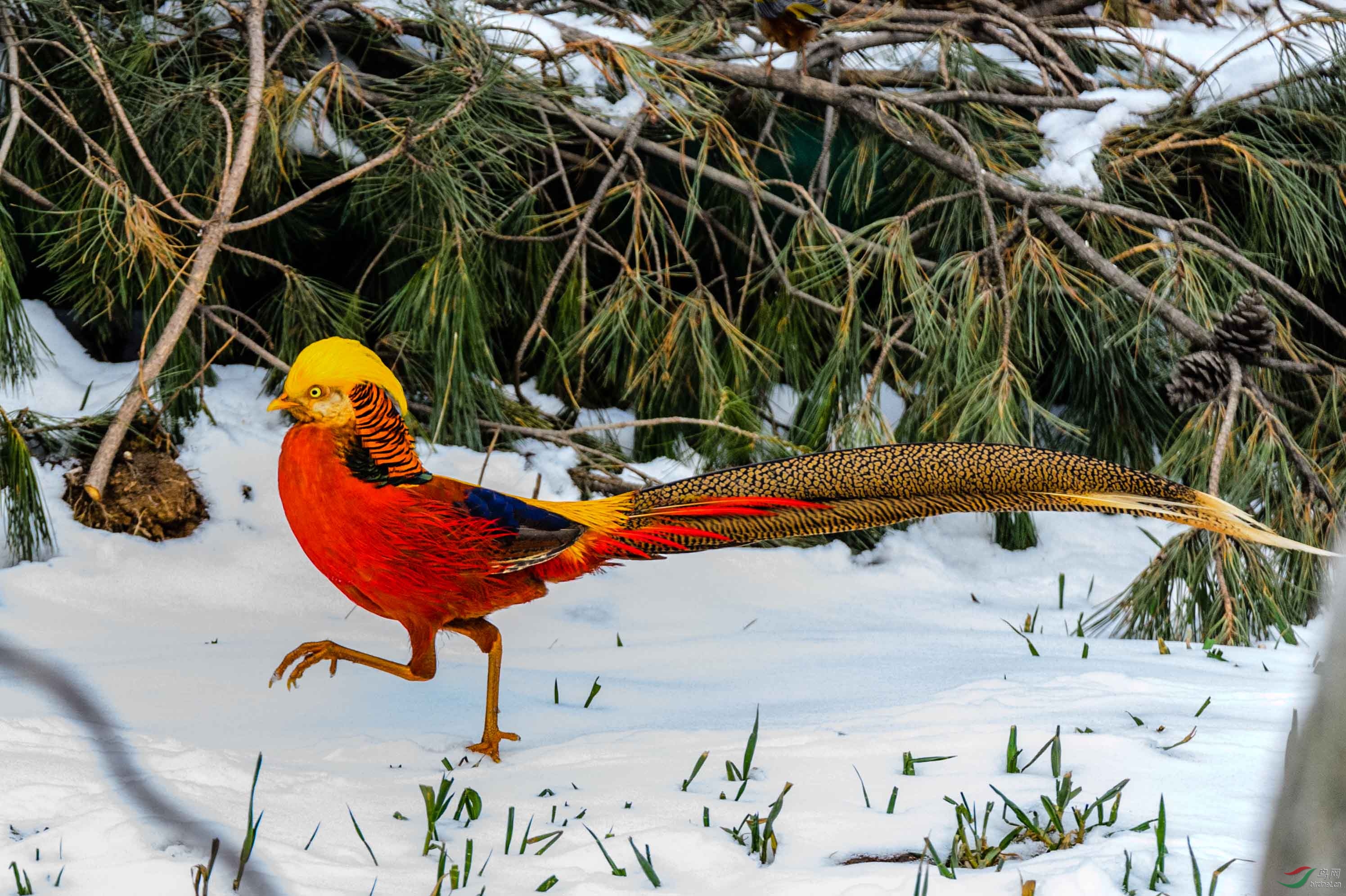 秦岭大坝沟红腹锦鸡