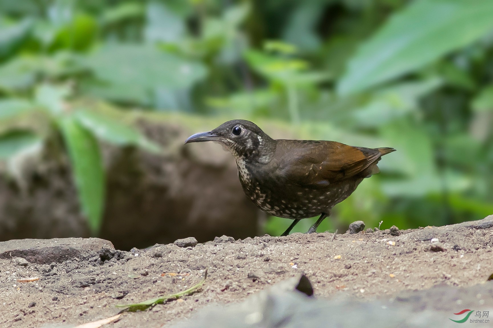 (长嘴地鸫)长嘴地鸫(稀有鸟种)(获首页精华)