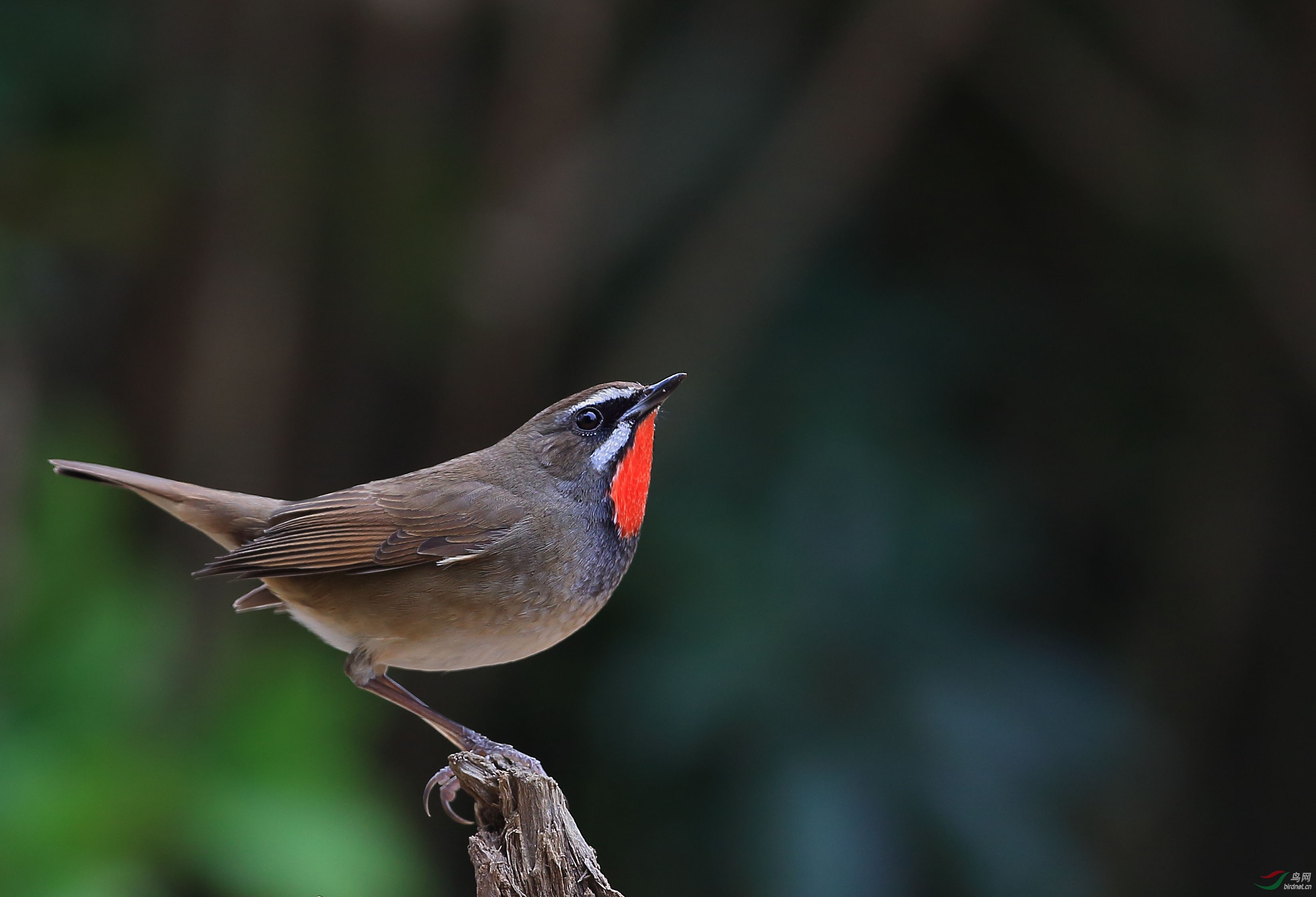 红喉歌鸲lg9.jpg