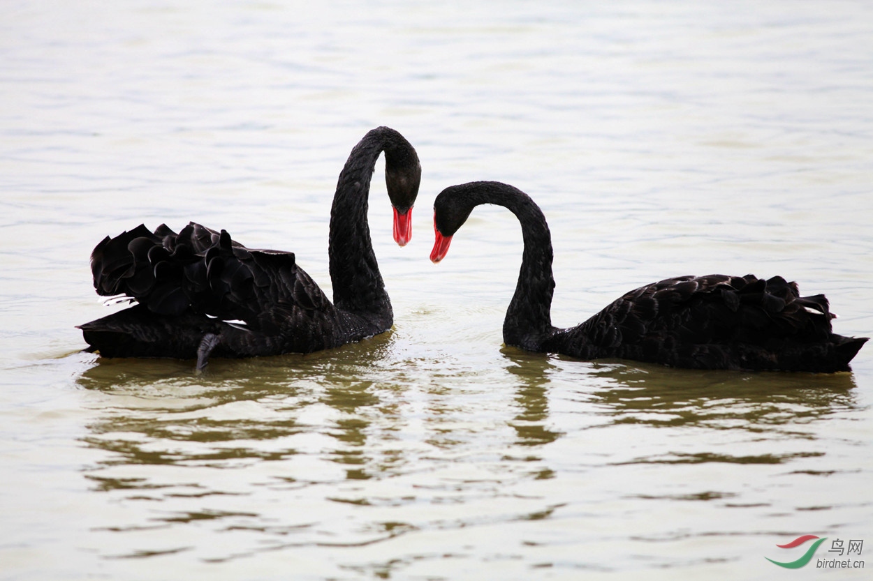 一对一对又一对