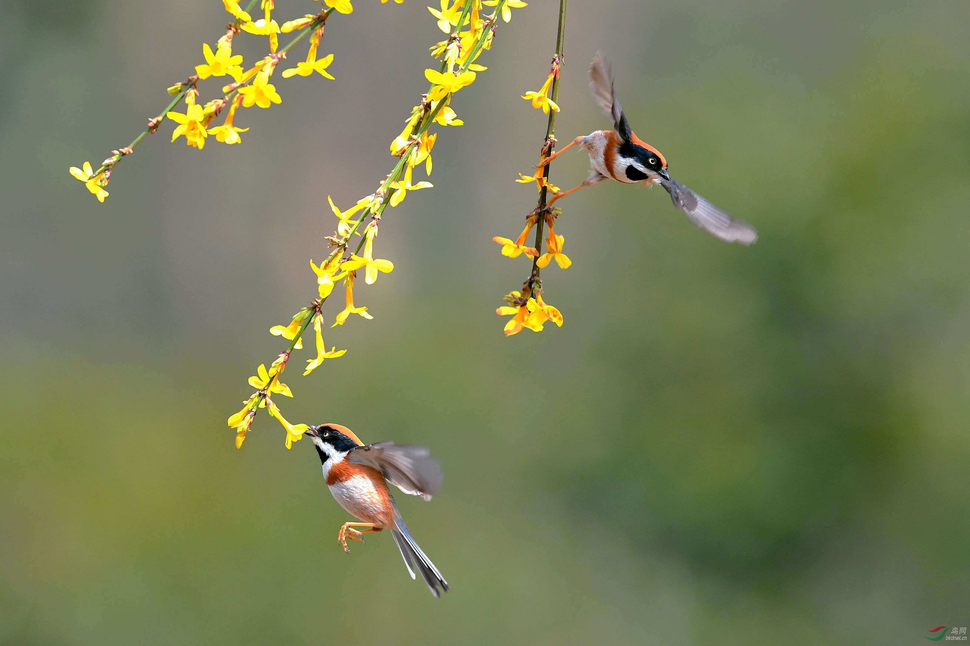 迎春花上双鸟舞