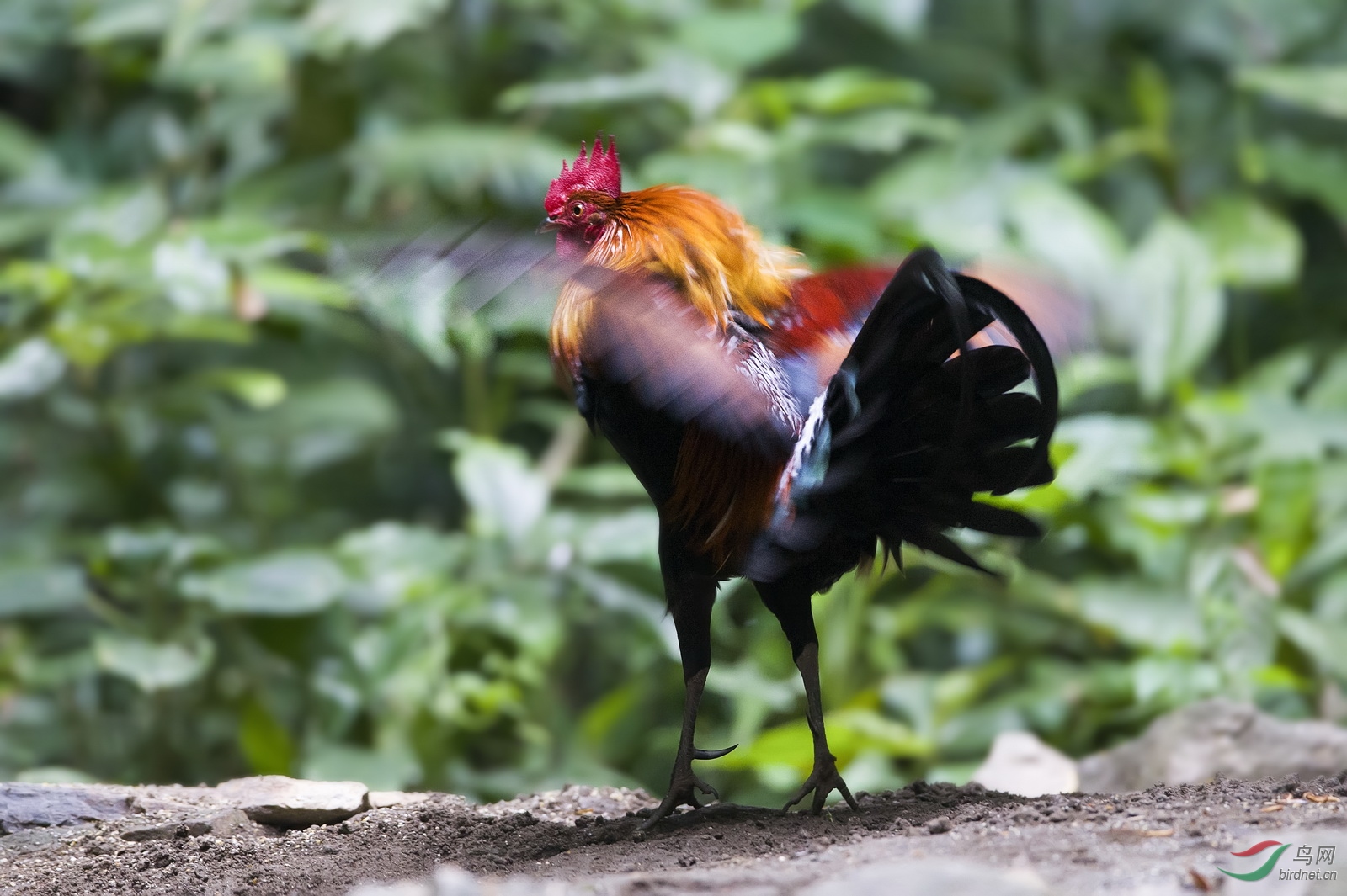 原鸡也会太极拳