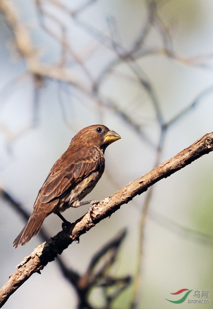 非洲鸟类知识厚嘴丝雀
