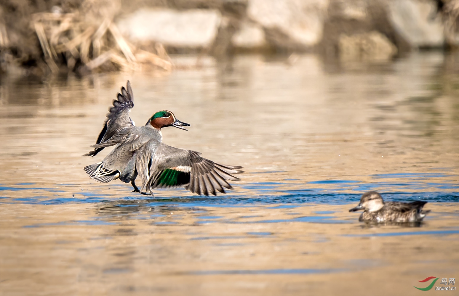 鸭子中的战斗机