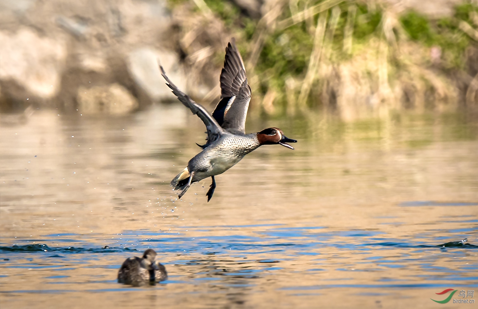 鸭子中的战斗机
