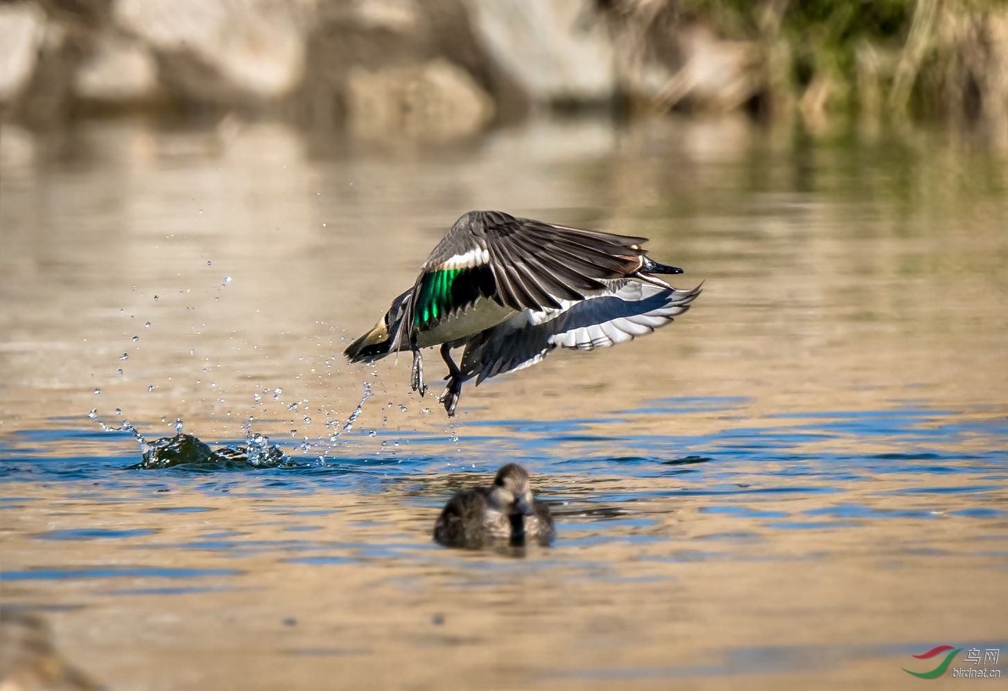鸭子中的战斗机