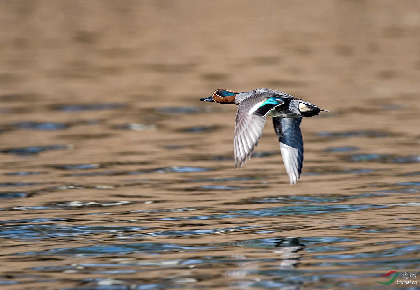 鸭子中的战斗机